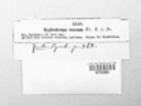Trichothecium roseum image